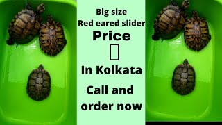 Red eared slider turtle priceBig sizein Kolkata [upl. by Uliram]