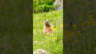 Quanto vive una marmotta marmot marmotte animals wildlife travel nature alps hiking vlog [upl. by Vitek]