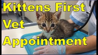 When to Schedule Your Kittens First Veterinary Appointment Expert Guidance for Pet Owners [upl. by Shiller921]