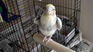 Bird sings USC Fight Song Fight On [upl. by Lauro689]