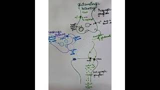 GABAergic neurotransmission Physiology of Inhibitory pathway how does relaxation occur [upl. by Sev447]