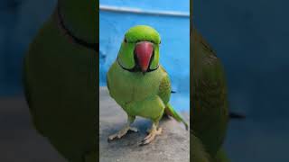 Parrot is Playing With me 🦜❤ parrot playing withme video viral trending [upl. by Iow]