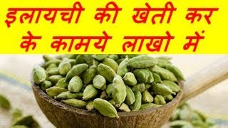 इलायची की खेती कर के कामये लाखो में Cardamom Elaichi Farming [upl. by Field]