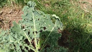 Cultiver du chou Kale planter comment faire pousser du Kale bio chou frisé chou vert en extérieur [upl. by Shewmaker]