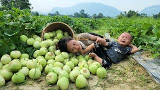 Single mother Harvesting a melon garden to sell at the market  building a farm [upl. by Akenihs]