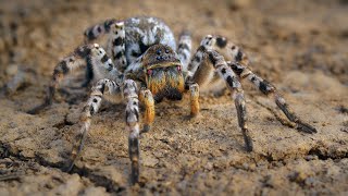 Big European wolf spider – South Russian tarantula Lycosa singoriensis [upl. by Aihsatal718]