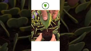 6 plants grown from leaves Which plants can be grown from leaves [upl. by Hsekar]