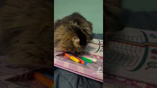 Spock is helping his mom with art while she recovers catsofyoutube cutecat [upl. by Raul557]