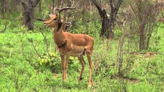 Mutualism Oxpecker amp Impala Симбиоз Волоклюй и импала 1378sp [upl. by Ahtamat]