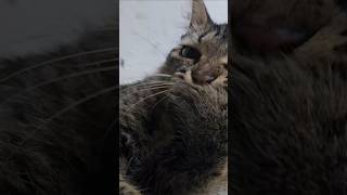 Cat cleaning its paw cat feline animal [upl. by Robinia]