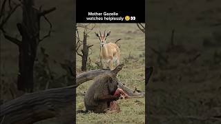 UNBELIEVABLE BABOON CAPTURE BABY GAZELLE AS MOTHER WATCHES HELPLESSLY [upl. by Fiorenza]