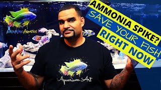 Fish Tank Ammonia  How to fix it right now SIMPLE [upl. by Leahcimaj364]