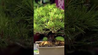 Shohin Bonsai  magnificent miniature trees [upl. by Htnicayh275]