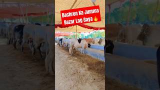 Bachron Ka Jumma Bazar Lag Gaya🔥 youtubeshorts trendingshorts cow animals [upl. by Nyliram494]