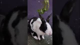 My first vlog 😛 wait for 2nd part 😚 rabbite bunny rabbitrabbit pets janwarboltehain [upl. by Acimahs]