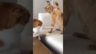 During exam funny meme🤣🤣🤣shortvideo catlover funny [upl. by Monte286]