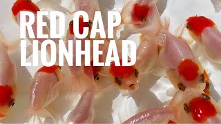 Red cap lionhead goldfish  Breeding in Thailand [upl. by Anytsirk774]