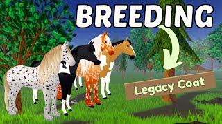 BREEDING LEGACY COATS  Wild Horse Islands [upl. by Nedah726]