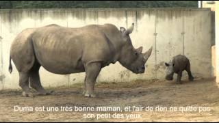 Goliath le bébé rhino de Peaugres [upl. by Maril]