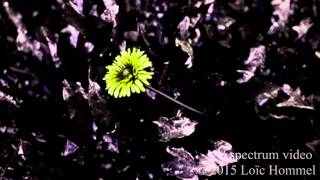 Dandelion in UV Spectrum [upl. by Aroc]