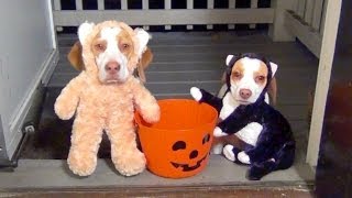 Dogs Go Trick or Treating on Halloween Cute Dog Maymo amp Puppy Penny [upl. by Gnen]