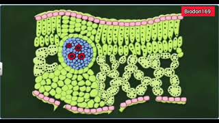 Comparison between monocot and dicot rootstem and leaf [upl. by Lauder]