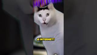 il GATTO Più FAMOSO di INTERNET [upl. by Lenka]