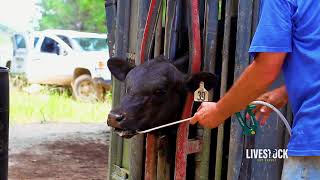 Cattle Deworming Program [upl. by Ihab802]