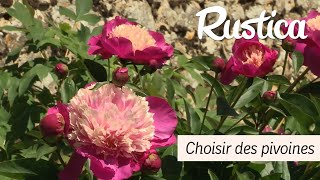 Choisir des pivoines  variétés floraison [upl. by Rebme780]