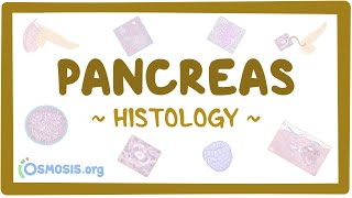 Pancreas Histology [upl. by Ransell]