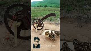 Jebakan burung puyuh birds techniqueuniquetrap birdtrap animals animaltrap easytrap [upl. by Boy160]