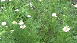 Growing Chamomile Herb Chamomilla matricaria [upl. by Anaiq]