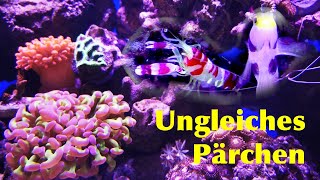 Das lauteste Tier im Meerwasseraquarium Weltrekord Knallkrebs und Symbiosegrundel Bluetruth [upl. by Nylhsoj]