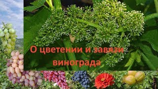 Начинающему виноградарю цветение и завязь винограда [upl. by Adnouqal]