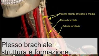 Intreccio della spalla anatomia tronco superiore rami corti e lunghi schema [upl. by Midis]