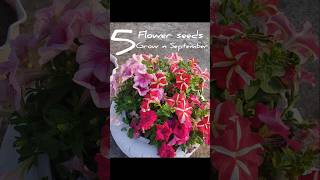 5 Flowers Seeds Grow In September ytshorts winterflower september shorts flowers plants seeds [upl. by Heuser]