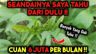 CEPAT TANAM INI ‼️ PANEN CUAN TIAP HARI DI LAHAN SEMPIT ‼️ [upl. by Keffer742]