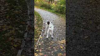 Pointer dog getting annoyed by those pesky flies dog dogsofyoutube [upl. by Etra752]