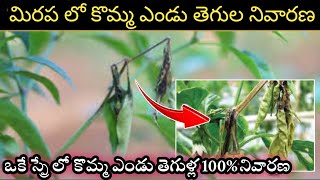 మిరప లో కోమ్మా ఎండు తెగుల నివారణకు ఈ ఒక స్ప్రే చాలు  Chilli Dieback Disease Control in Telugu [upl. by Sal245]