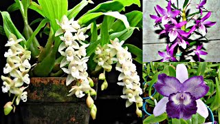 Promoção de dendrobium pholidota chinesis e Catleyas [upl. by Darom]