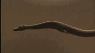 Prehistoric Deep Monster Cadborosaurus of the Alaska  Animated Sequence [upl. by Adikram]