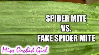 Spider mite Vs False spider mite  How to tell the difference [upl. by Sacks]