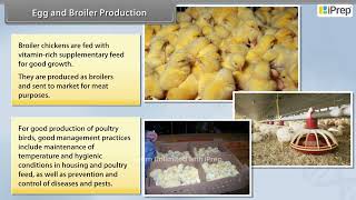 Egg and Broiler Production  Improvement in Food Resources  Science  Class 9th  iPrep [upl. by Nnayllas]