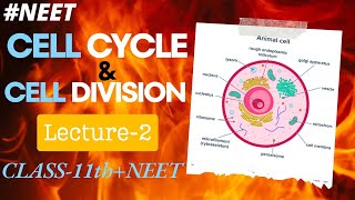 BIOLOGY L2 CELL CYCLE AND CELL DIVISION ENLIGHT BATCH NEET 11 PCB ELITE ACADEMY [upl. by Ramon43]