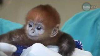 Baby Monkey Francois Langur [upl. by Anahsirk]