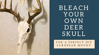 Bleach Your Own Deer Skull for a Perfect European Mount [upl. by Aronow]