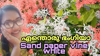 White Sandpaper vine plant care Tips  Petrea ഇതൊക്കെ കണ്ടിട്ടുണ്ടോ [upl. by Pier]