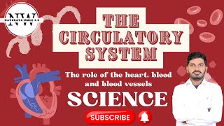 Circulatory system  CIRCULATORY SYSTEM  SCIENCE  Heart  Blood  Blood vessels  NW 20 [upl. by Irat411]