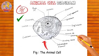 How to draw Animal Cell  ✔ Animal Cell diagram  Very easy amp step by step  For Class 9101112th [upl. by Raddatz]