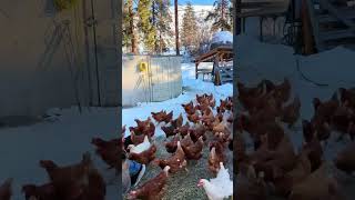 🐔 Quick Chicken Farm Tips amp Fun Hacks 🐣 ChickenFarm FarmLife PoultryLove [upl. by Carlynn]